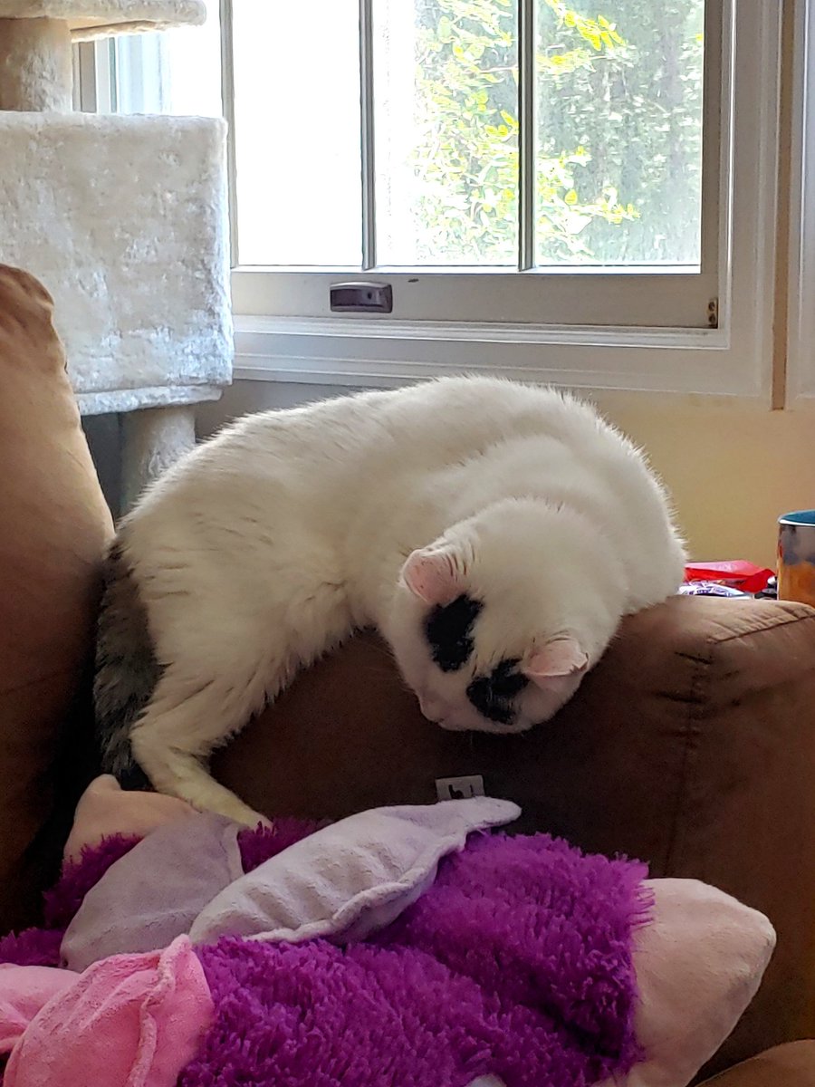 mommagoblin's tweet photo. 💤💤💤💤 https://t.co/45gw5eQBzw