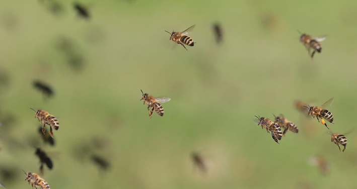 It’s pretty rare for larvae to be fast-tracked to royalty: it only happens when the old  #queen dies or leaves the hive with a swarm to found a new colony. Which takes a loooong time, in bee time anyway…