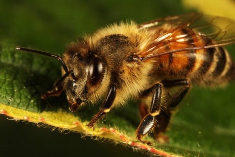 Queen bees live 6–10x longer than worker bees, and 18–30x longer than drones. To non-queens, they must seem to immortal! So it's a never ending wait for their successors (ring any bells, Prince Charles? ).  https://sciencing.com/life-span-honey-bee-6573678.htmlGoshzilla-Dann