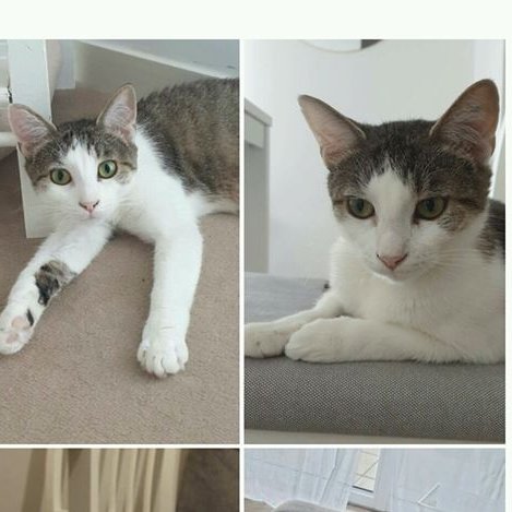 Sauvetage et Chats en Détresse tweet media
