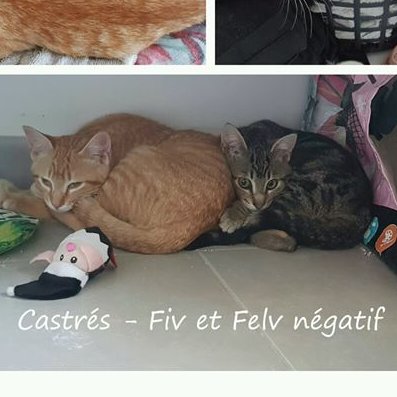 Sauvetage et Chats en Détresse tweet media