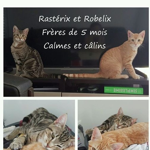 Sauvetage et Chats en Détresse tweet media