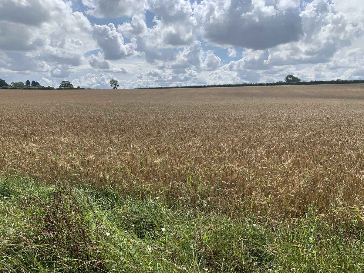 AnneLinsell's tweet photo. Stunning #northamptonshire today #9miles from #Geddington #eleanorcross to #Brigstock to #stanion and back. Just lovely 😊 @tinsellinsell #timeoutside #moving #wellbeing #health #activity #NHFTcommunity https://t.co/Pm5ls3jd5C