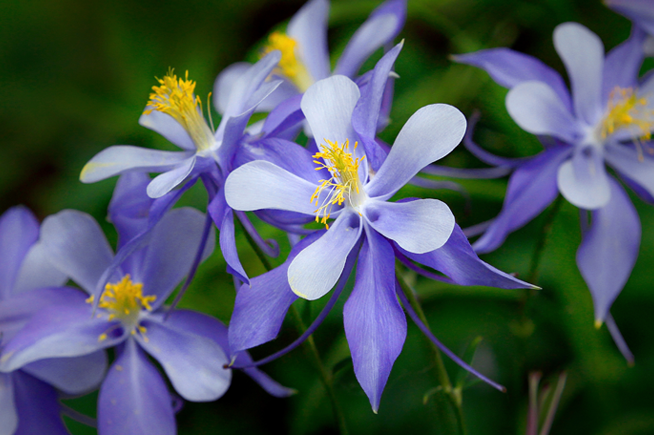ChatfieldWater's tweet photo. One of the most beautiful benefits of hiking in #Colorado is the chance to see our stunning wildflowers! You’ll never take the same hike twice if you’re really paying attention. Check out some #wildflower viewing tips on @COParksWildlife website. https://t.co/QNrz3iVuZO https://t.co/KzVGebBlko