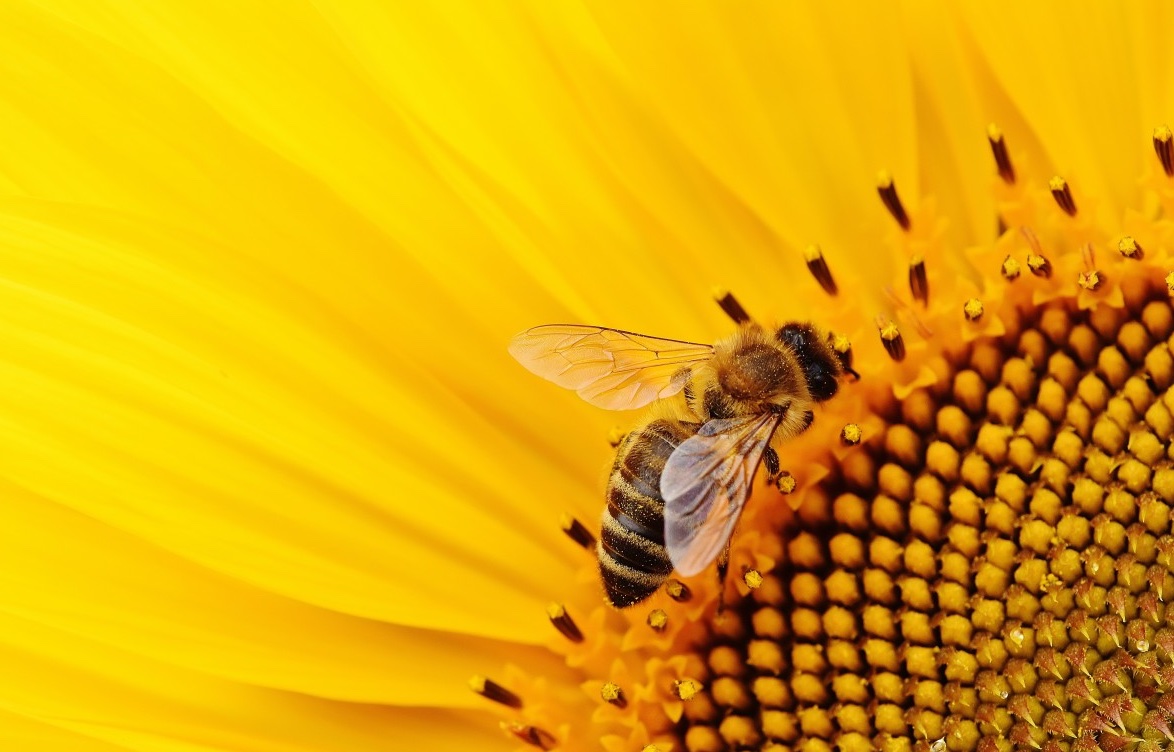 Given their amazing behaviours, it’s no surprise bees feature in ancient bee-lief systems! Roman Stoics thought bees contained a spark of divinity, while ancient Egyptians believed bees were created from the tears of the sun-god Ra.