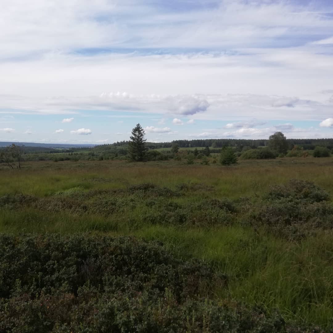 FemkeVD1's tweet photo. Normally we would be in Scotland now, visiting friends and distilleries, but due to Covid, we had to cancel our trip. Staying in Belgium in Hautes Fagnes instead, walking.We keep the whisky for the evenings, otherwise walking would be difficult! 😁 @McMDrams #staycation #MPC2020 https://t.co/2j6B5P0tpV