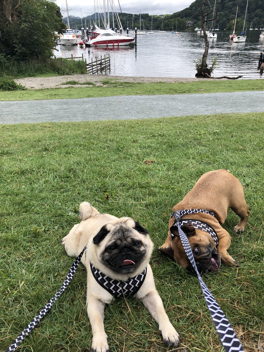 aArchiefrenchie's tweet photo. When your pug brother is looking cute, and you’re just being you!
#pug #frenchie #special #different https://t.co/mJyAOUvORT