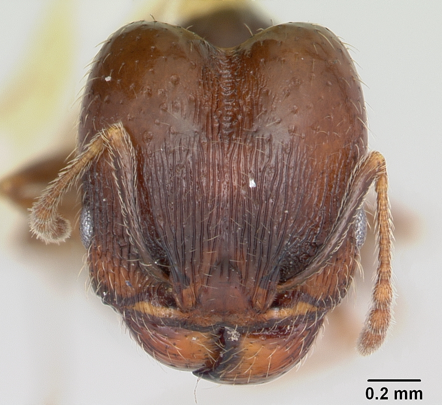 LonginoJack's tweet photo. Pheidole ceres: Seed eaters! At least in part. Lift rocks in the foothills and you'll find these with little piles of seeds. The big-headed soldiers are mainly seed crackers, so the larvae can munch of the soft insides of the seeds. #AntsRule #LonginoLab #AntsoftheWasatch https://t.co/yE0qE3Cisx