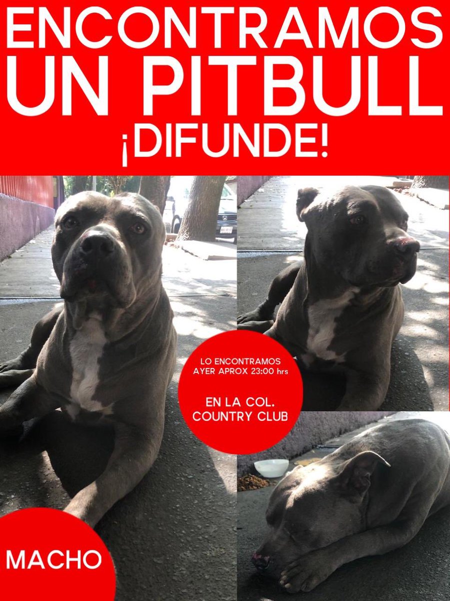 segoviasan's tweet photo. 🚨!Llamado de emergencia!🚨Encontramos pitbull macho que llegó a #taco911 ayer a las 23:00 hrs, pedimos su ayuda para encontrar a su tutor. En este momento está resguardado.
Si alguien lo reconoce o está interesado en adoptarlo por favor comuníquese a este número: 5571679000 https://t.co/pImVZRUhDT