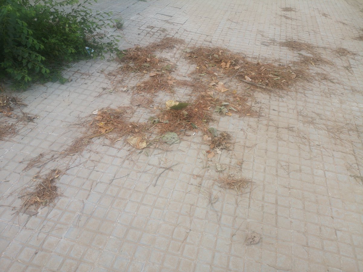 Després del temporal d'ahir les fulles i la pinassa dels arbres està per tot arreu.
<a href="/SmatsaSbd/">SMATSA</a>, imagino la saturació del servei, tot i així la neteja del barri de #CanDeu és urgent. Normalment sense fulles la zona s'inunda tal com va passar ahir. Si avui plou, serà catàstrofic.