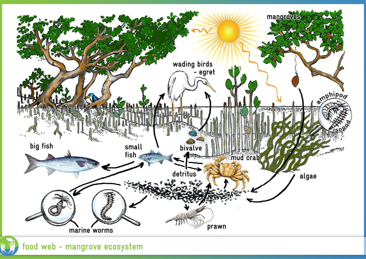 But losing bees won’t just affect our veg supply. Remember the food web? If animals like mice & rabbits can’t find fruit, veg, berries & grains, their populations will crash, and so will their predators', & their predators’ predators'... @ballenamar