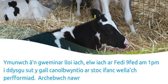Join our healthy calves, healthy profit webinar on Sept 9 at 1pm and learn how a focus on young stock can drive your performance. Book now ow.ly/Eer650B1yEN <a href="/FarmingConnect/">Farming Connect</a>