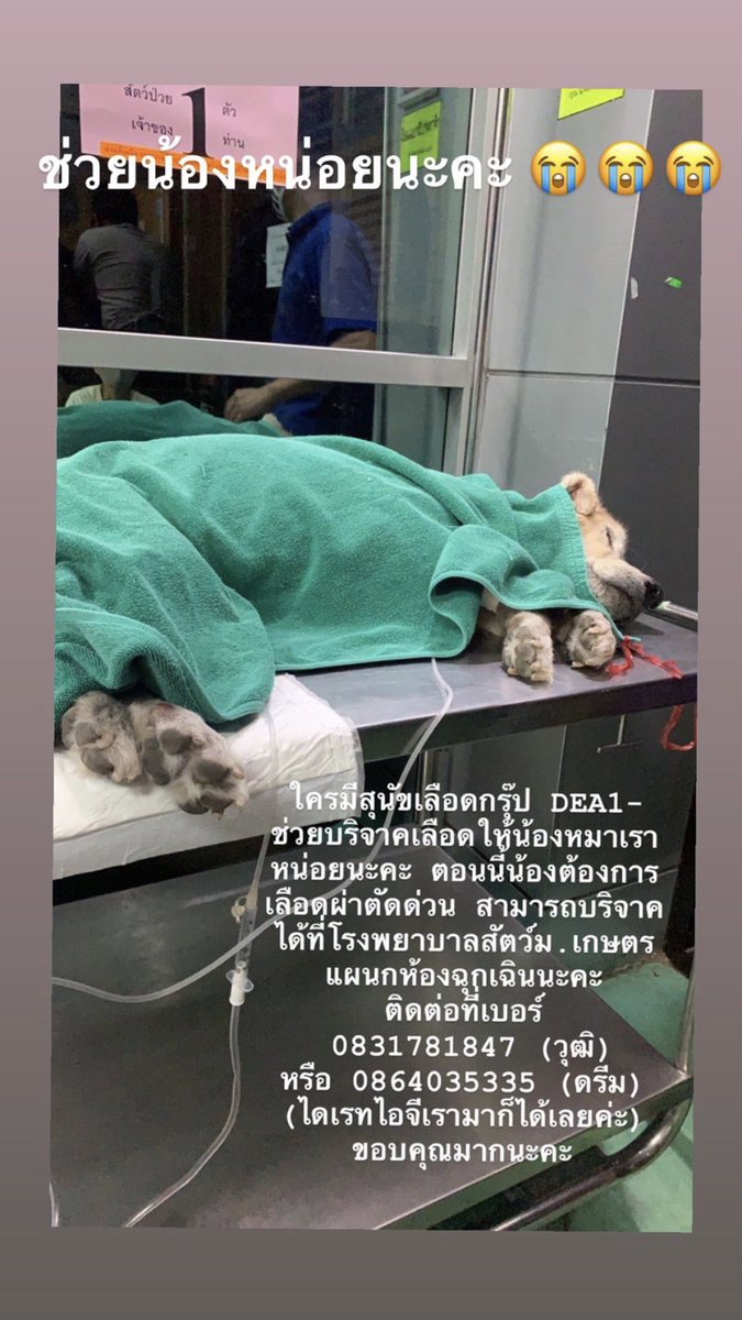pichpsom's tweet photo. ฝากรีทวิตหน่อยนะคะ ช่วยน้องหน่อยค่าสงสารน้อง https://t.co/YDieKuK47V