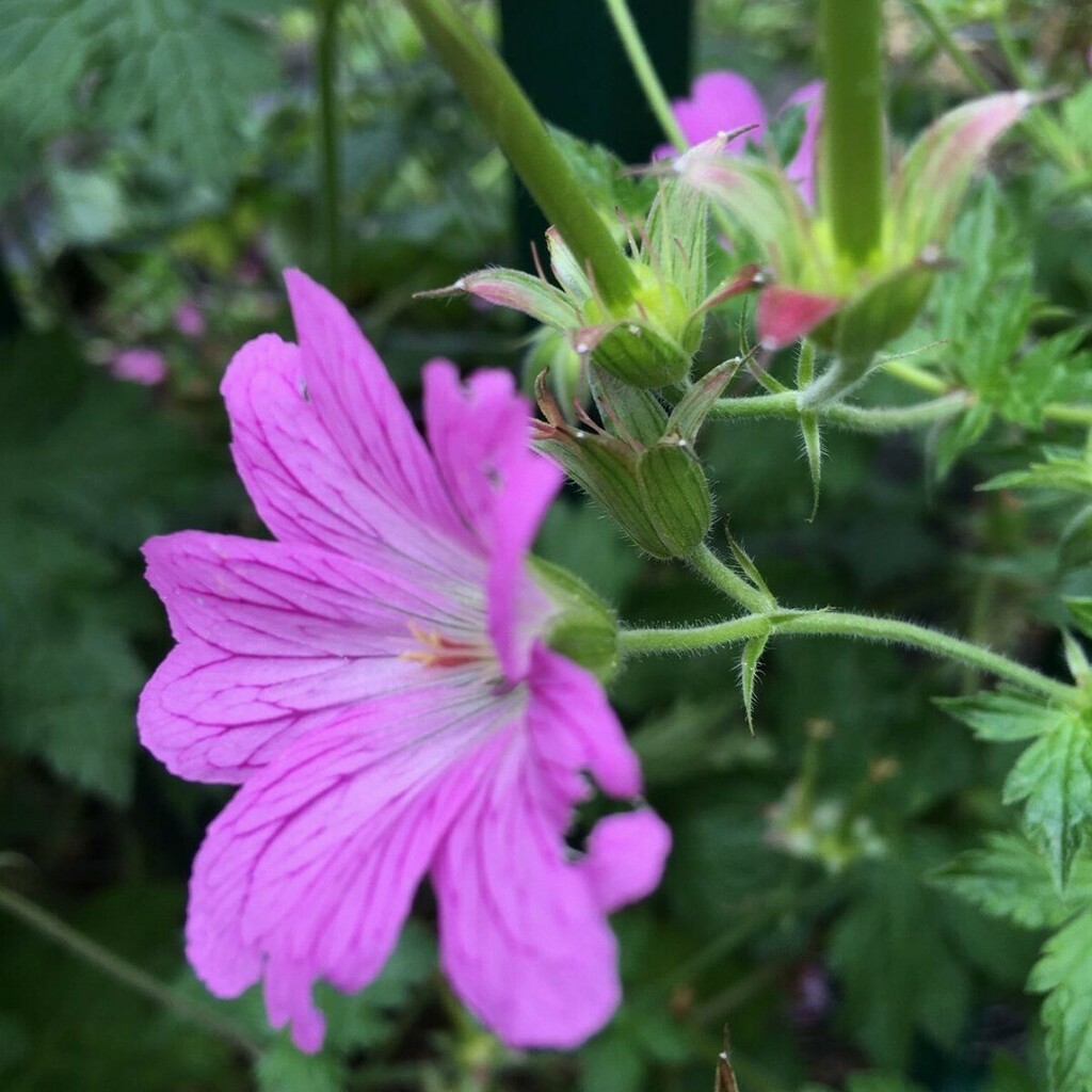 Day 22: Bloody Cranesbill (Geranium Sanguineum) #SeymourParkOT #nationalmeadowsday

# Up to 40cm in height and spreading, with branched stems, Bloody Cranesbill is a bushy herbaceous perennial. Deep magenta veined with purple, the flowers have five overl… instagr.am/p/CD_0wCFgUr4/