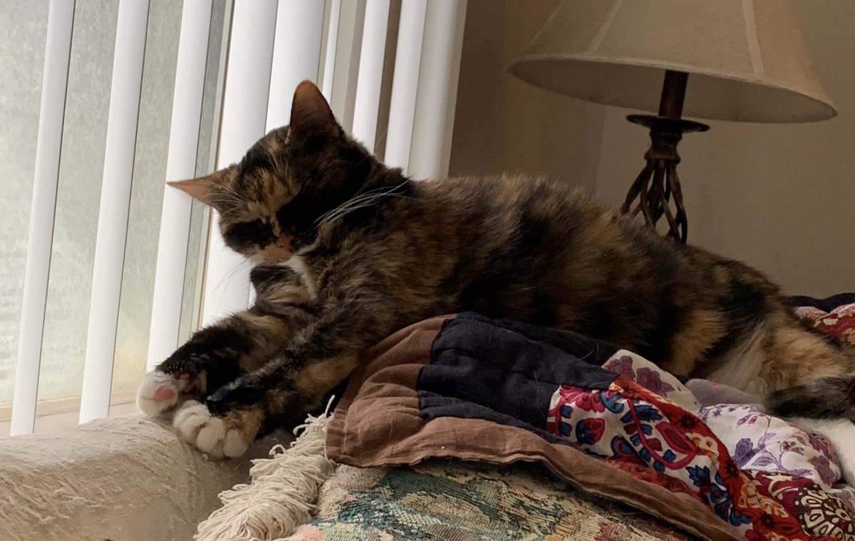 NecoDachi's tweet photo. My #quarantinepartner is melting. https://t.co/NtrdolpxV5