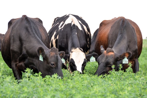 … until you reach us. Cows , for example, eat alfalfa, which bees pollinate. Bees’ pollination services underpin vast swathes of the food web, directly impacting the fruit, veg, meat & dairy that we eat. 