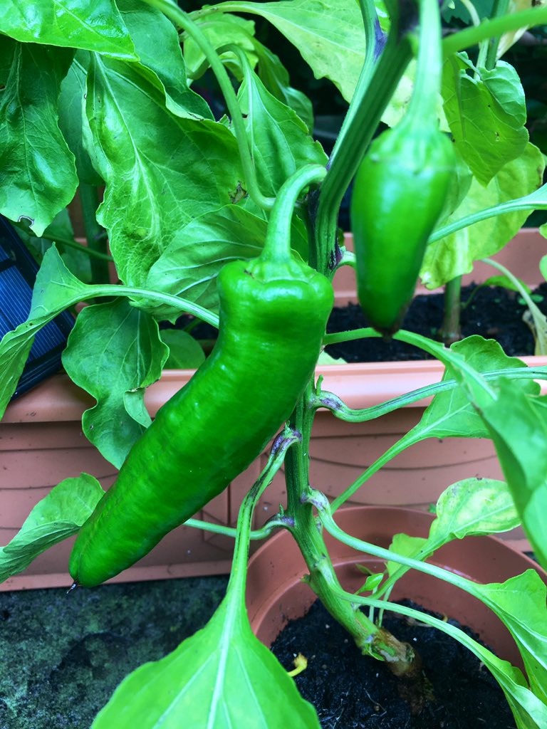 ThatSabrina's tweet photo. My chilies are coming along beautifully ☺️ #greenfingers #greenhot https://t.co/YSaRAVgsjV