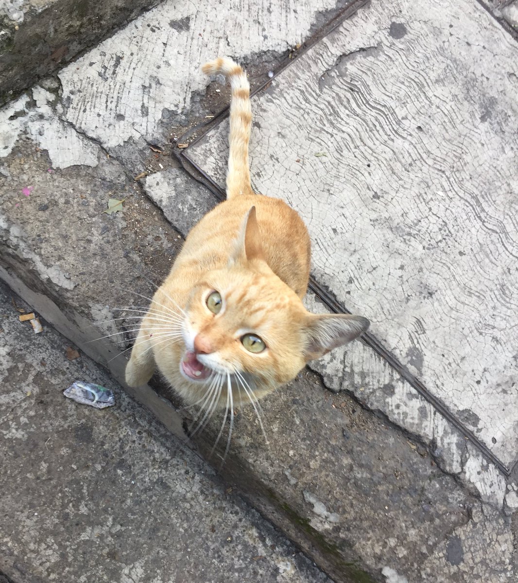 michitubbie's tweet photo. ¿Me ayudan con un RT? 
Encontré un gatito amarillo, debe tener un año aprox, está lastimado de su cola y va camino al dr. No puedo tenerlo en casa ni temporal, tengo más gatos y me es imposible
Es mimoso y maullador.  En CDMX.
@GatitosCdmx @gatos_en @MundoPatitas @RescateAnimal https://t.co/BsjTmiieHI