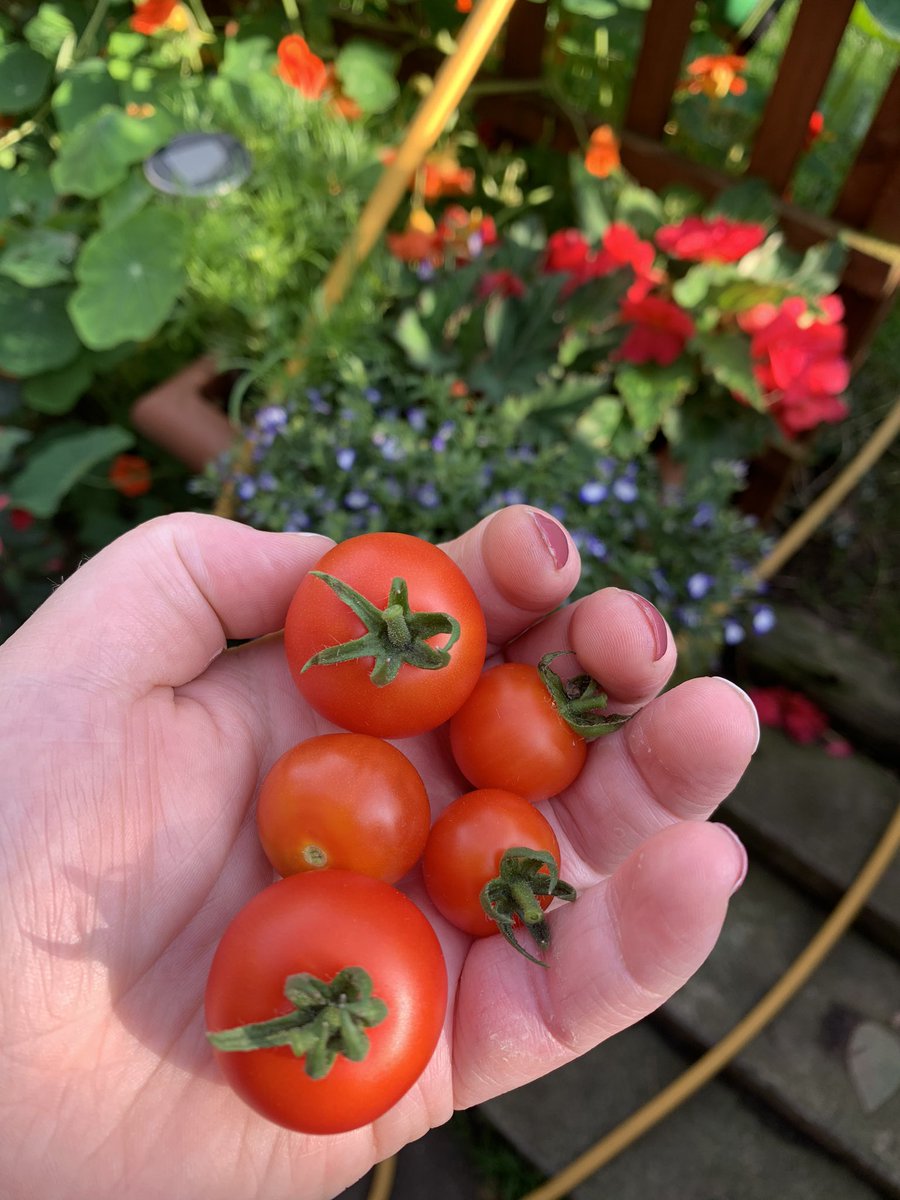 CBstudentOT's tweet photo. My first lot of tumbling toms ready for tasting 😋 https://t.co/CwDSW43dgP