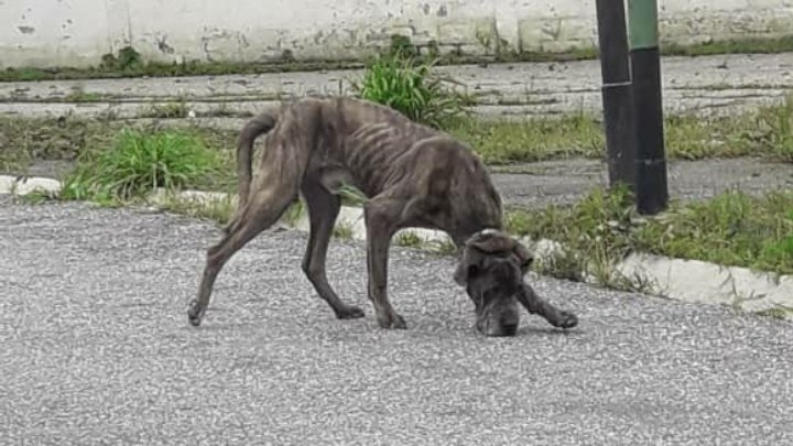 PerroUsuario's tweet image. Reporta @Caroline_fort2: Dar Rt avisar a @SorbayP su mascota estaba secuestrada  #thor se lo llevaron en una Montero gris!!