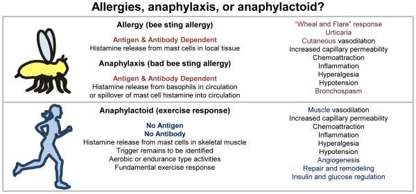 “The emerging evidence on histamine and exercise is that much of the early inflammatory response to exercise may be driven by this primordial signal molecule.”