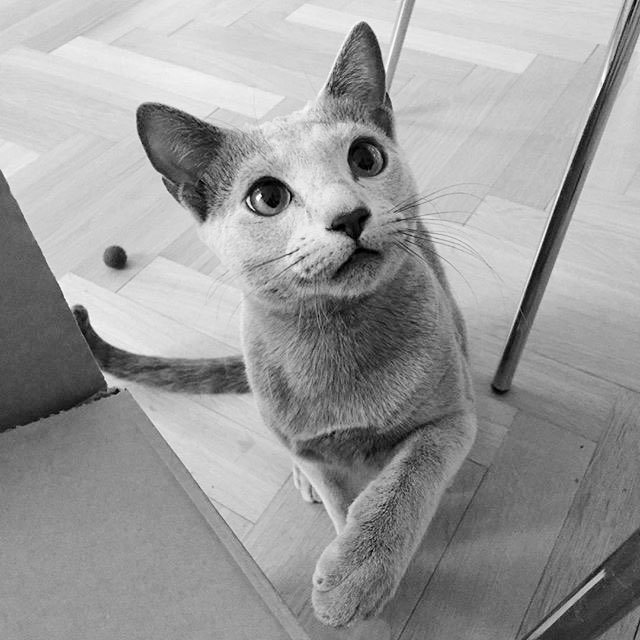 Ahem. She's got a cat.
Meet Kaffee.