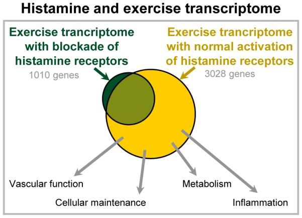 Histamine has significant effects on 25% of the genes involved in the body’s response to exercise.