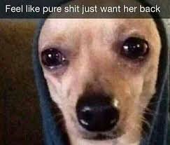 ixxconic's tweet photo. I miss seeing Jenna Marbles’ dogs 💔😢 https://t.co/BHVxbrDtmA