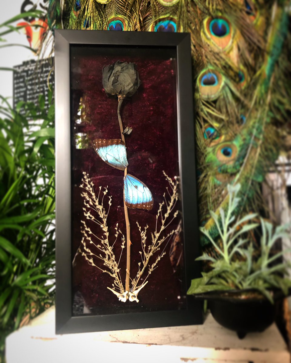 PastNeverSeen's tweet photo. π¦Love. Available to purchase #taxidermy #forsale #art #creepy #beautiful #roses #flowers #real #oddities #curiosities #frame #wood #home #decor #homedecor #insect #bug #pastneverseen #salvadordali #butterfly #butterflyrose #vertebrae https://t.co/TlucvV3fcm
