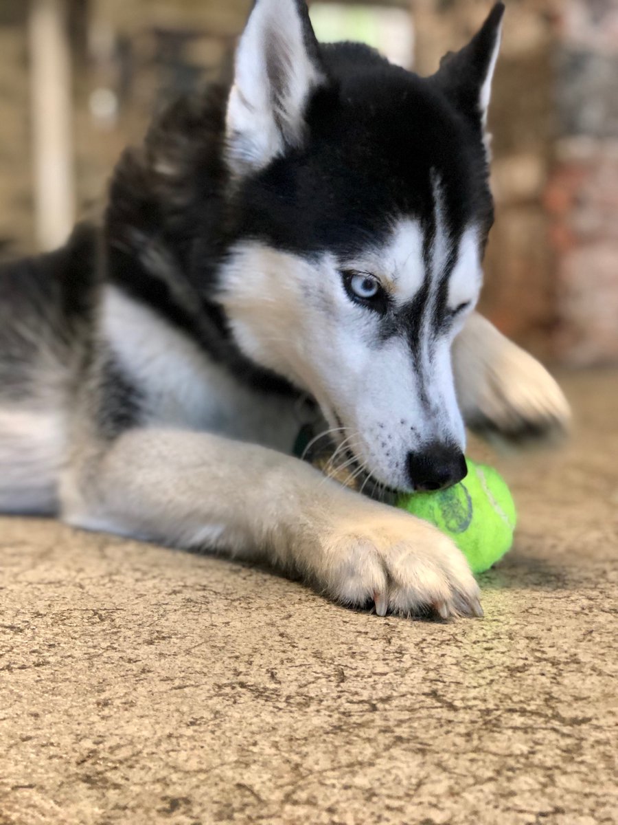 AnimalOutfitter's tweet photo. Baby Blue Eyes. #AO500 #Buffalo #dogdaycare #doggydaycare #simplythebest https://t.co/u5bHQqxbTF