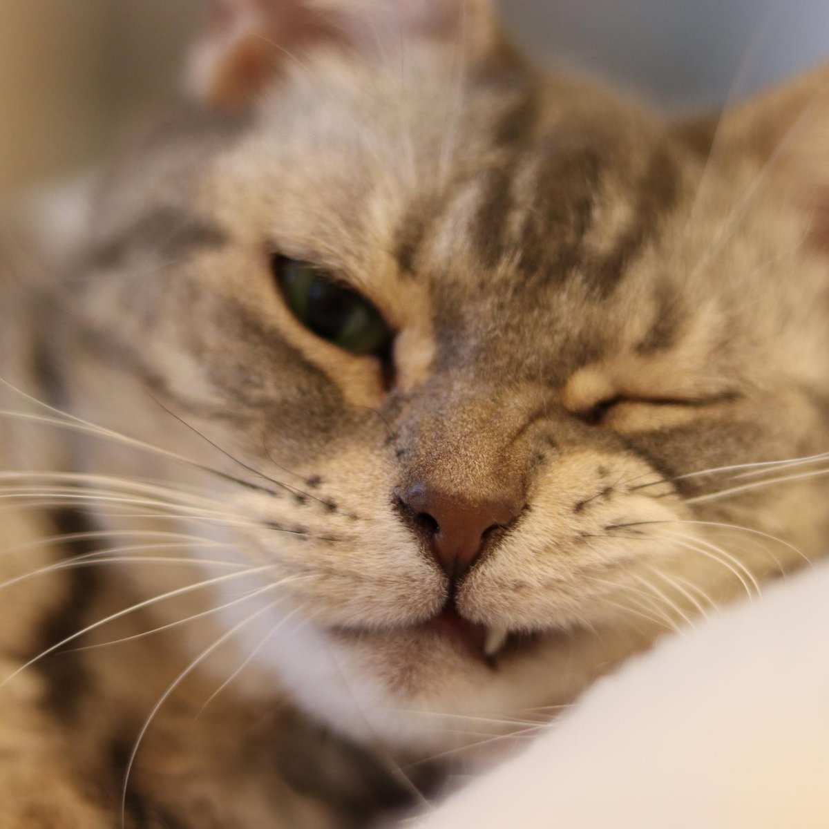 Monday got you down?

Hang in there and stay pawsitive my friends!
#kittysift #catlovers #catlife #catlady #rescuecat #catsofinstagram #catstagram #meow #mondaymood #motivationmonday