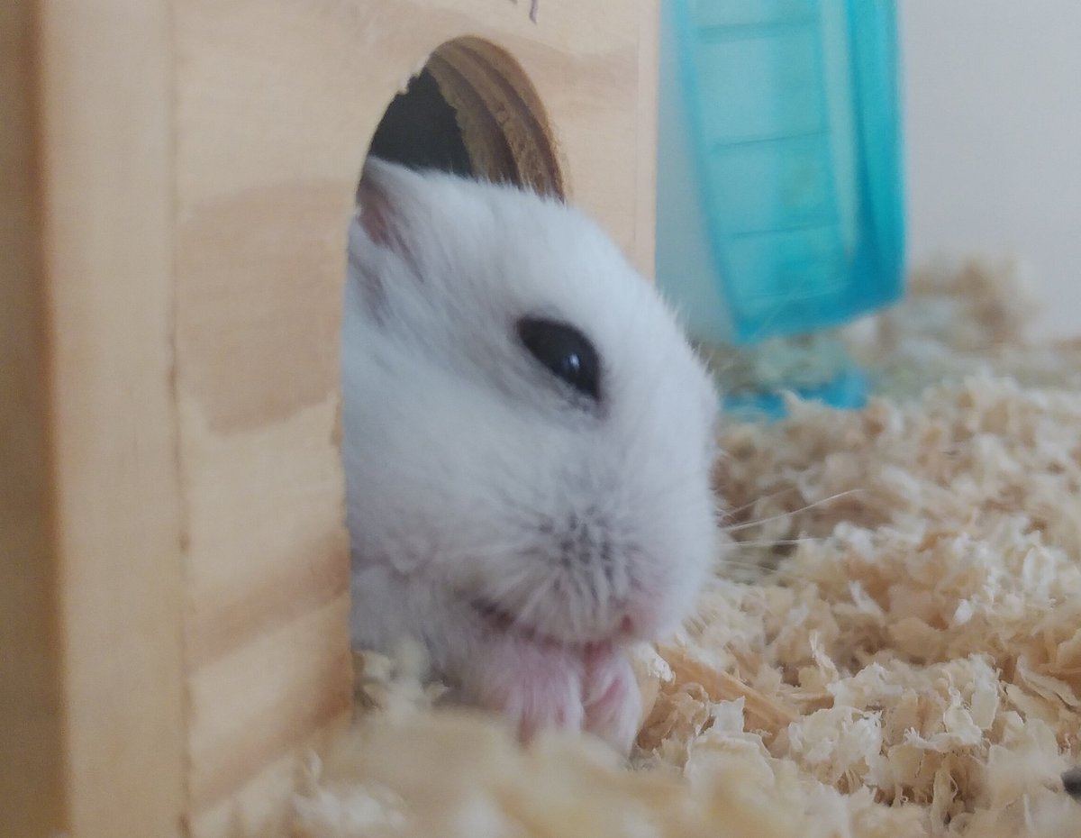 reiri0013's tweet photo. リン君　2歳2ヶ月と12日目
我が家の最年長記録更新！

🐹ごちょうじゅさん♡ https://t.co/FxH6TfmeUy