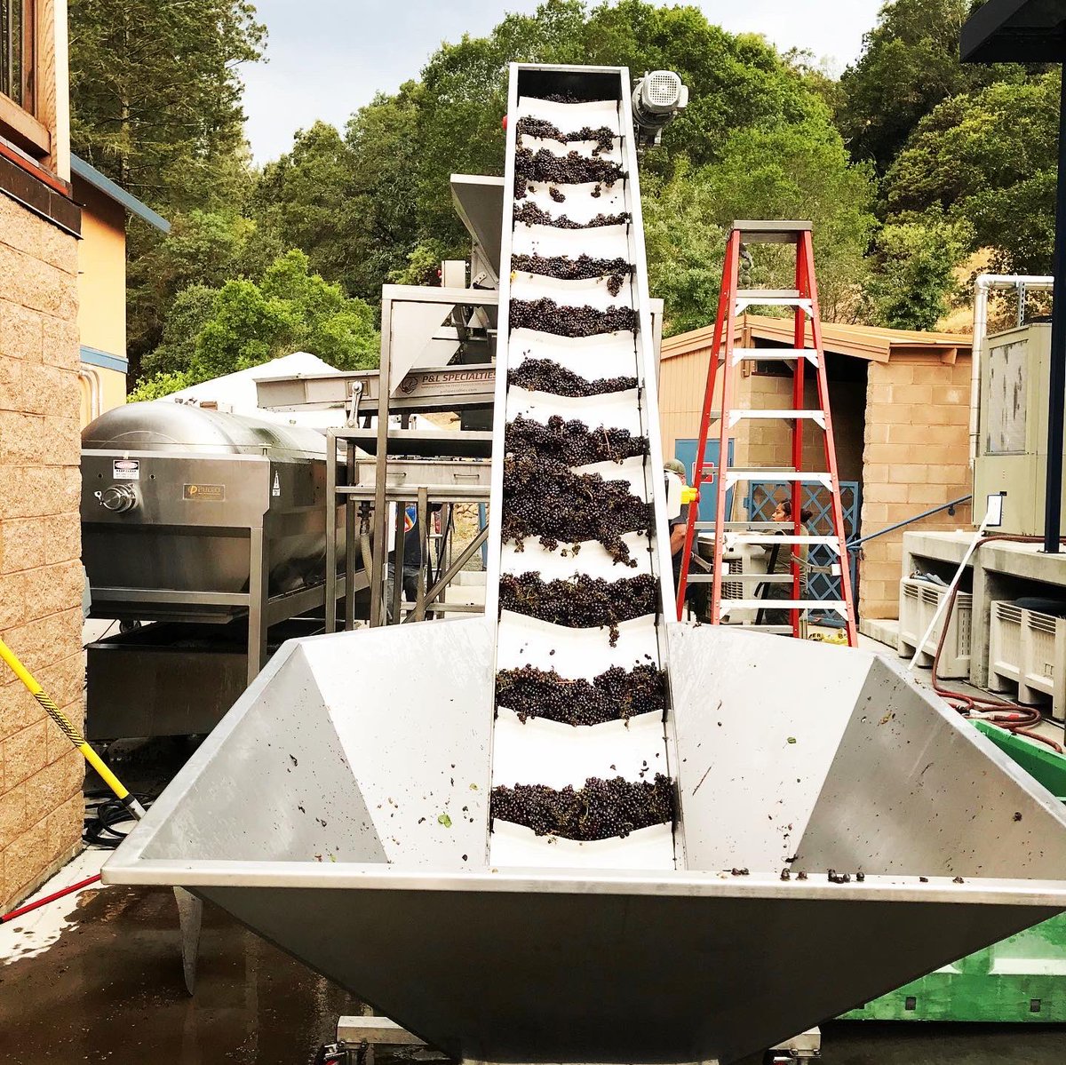 FloraSprings's tweet photo. #harvest2020 begins! #PinotGrigio came into the winery today, kicking off a most interesting grape harvest. Send 🍇 to our winemaking team to wish them well this harvest!
#itsfromnapa #napaharvest2020 #napaharvest #ournapa https://t.co/hflSqkOQL8