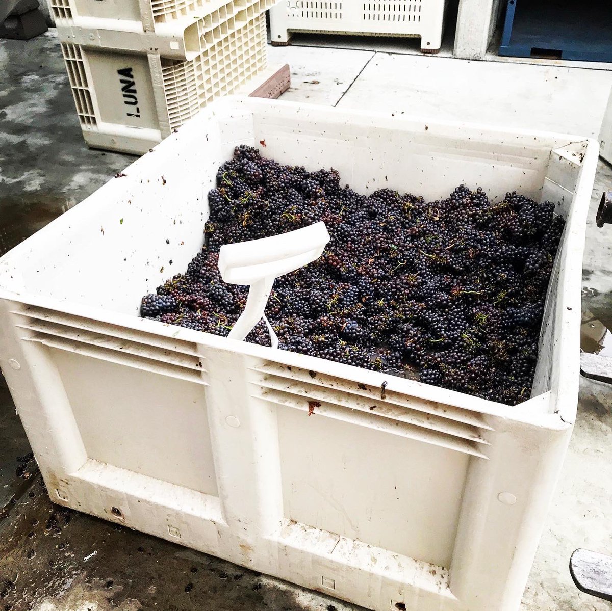 FloraSprings's tweet photo. #harvest2020 begins! #PinotGrigio came into the winery today, kicking off a most interesting grape harvest. Send 🍇 to our winemaking team to wish them well this harvest!
#itsfromnapa #napaharvest2020 #napaharvest #ournapa https://t.co/hflSqkOQL8