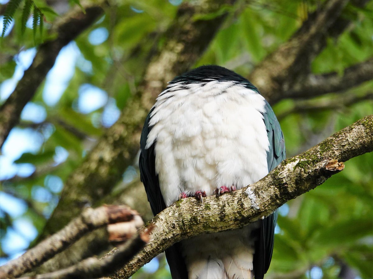 sally greaves tweet media