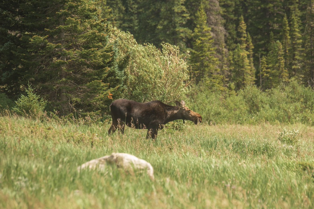 MINIMIZE CAMPFIRE IMPACTSwhat are the fire restrictions? is your campfire sustainable? can you properly clean after your campfire? do: use existing fire rings & buy wood from the forest to prevent transmission of invasive insects!! https://lnt.org/why/7-principles/minimize-campfire-impacts/