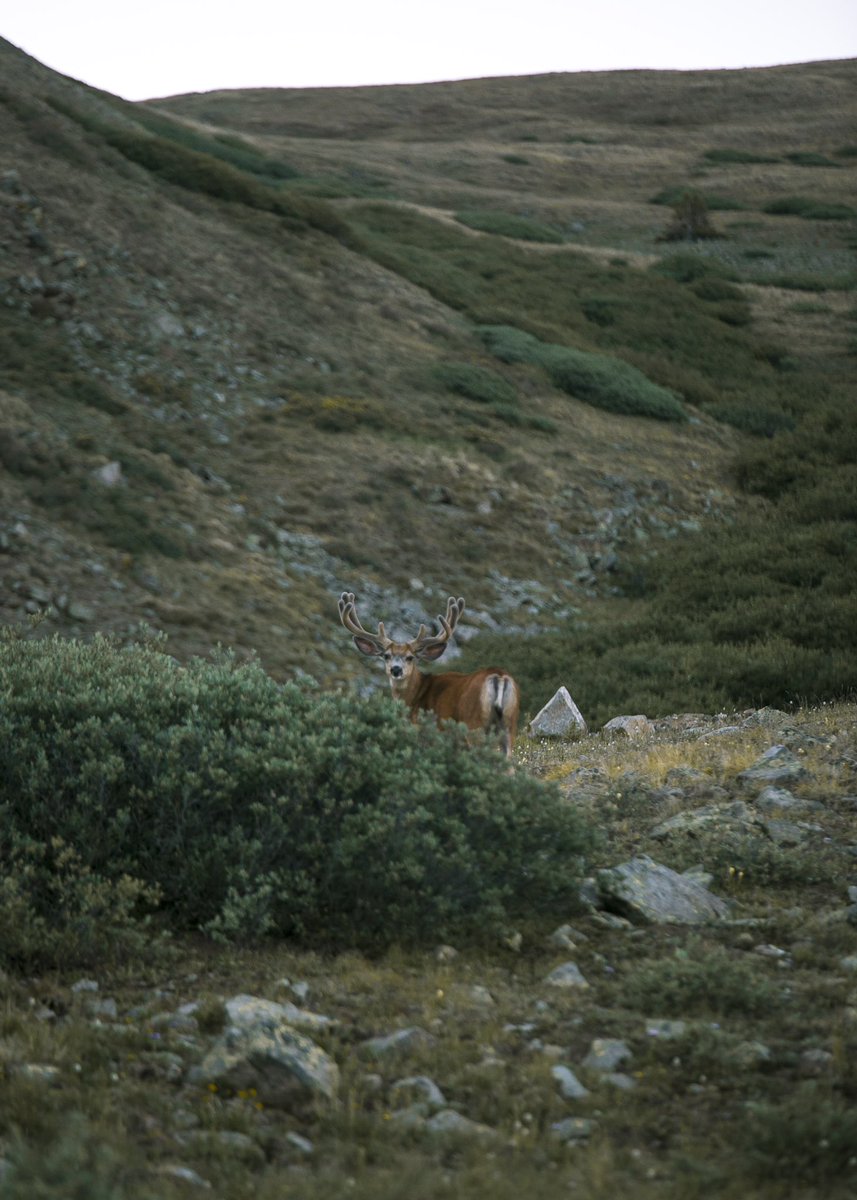 RESPECT WILDLIFEfirst of all, a moose or buffalo or whatever will plow you down. keep tents 200 feet from water sources to give ample spacekeep a safe distance from animals. don’t walk closer, just bust out the zoom lens for a better look! https://lnt.org/why/7-principles/respect-wildlife/