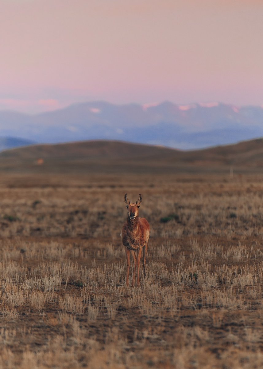 BE CONSIDERATE OF OTHER VISITORSpeople don’t want to listen to your music, they don’t wanna see your dog’s doodoo, they definitely don’t want to see the remnants of a smoke bomb in the desert. be mindful that public land is for everyone, be responsible  https://lnt.org/why/7-principles/be-considerate-of-other-visitors/