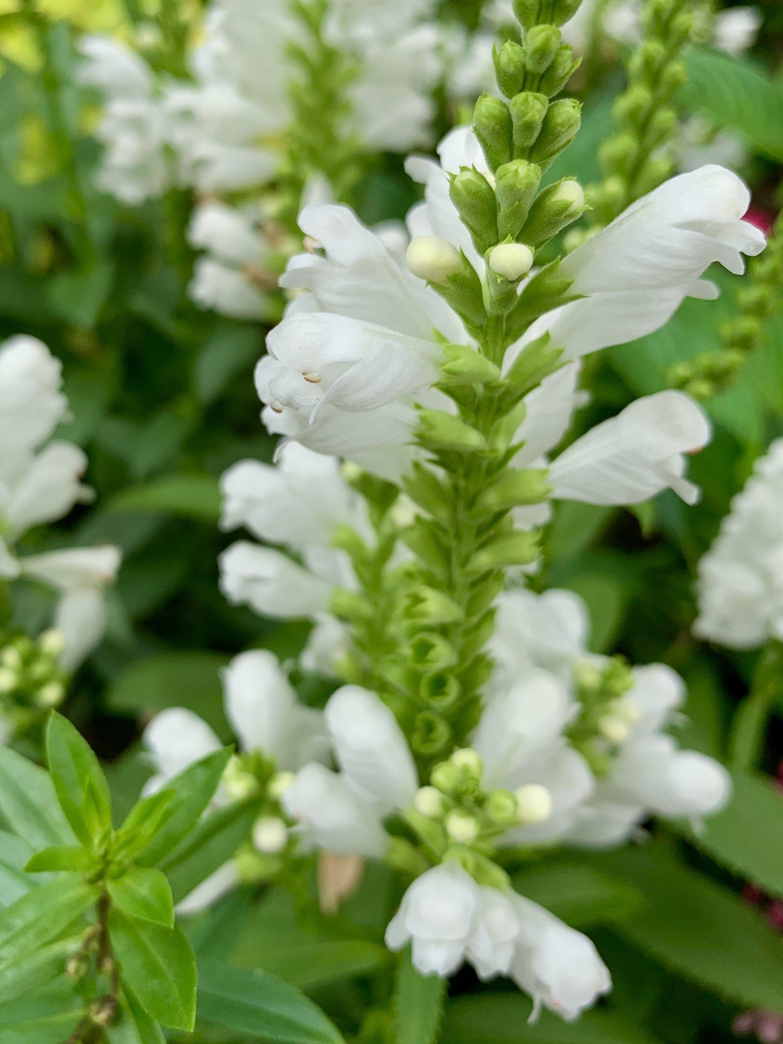 O Xrhsths Cloudsailor 星羅の一日一花 Sto Twitter ハナトラノオ 花虎の尾 花が虎の尾 に似る 茎が四角形であるためカクトラノオ 角虎の尾 とも 穂状花序に2cm程の白や淡紅色の唇形花を多数付ける シソ科ハナトラノオ属 北米東部原産 大正時代に導入 Obedient