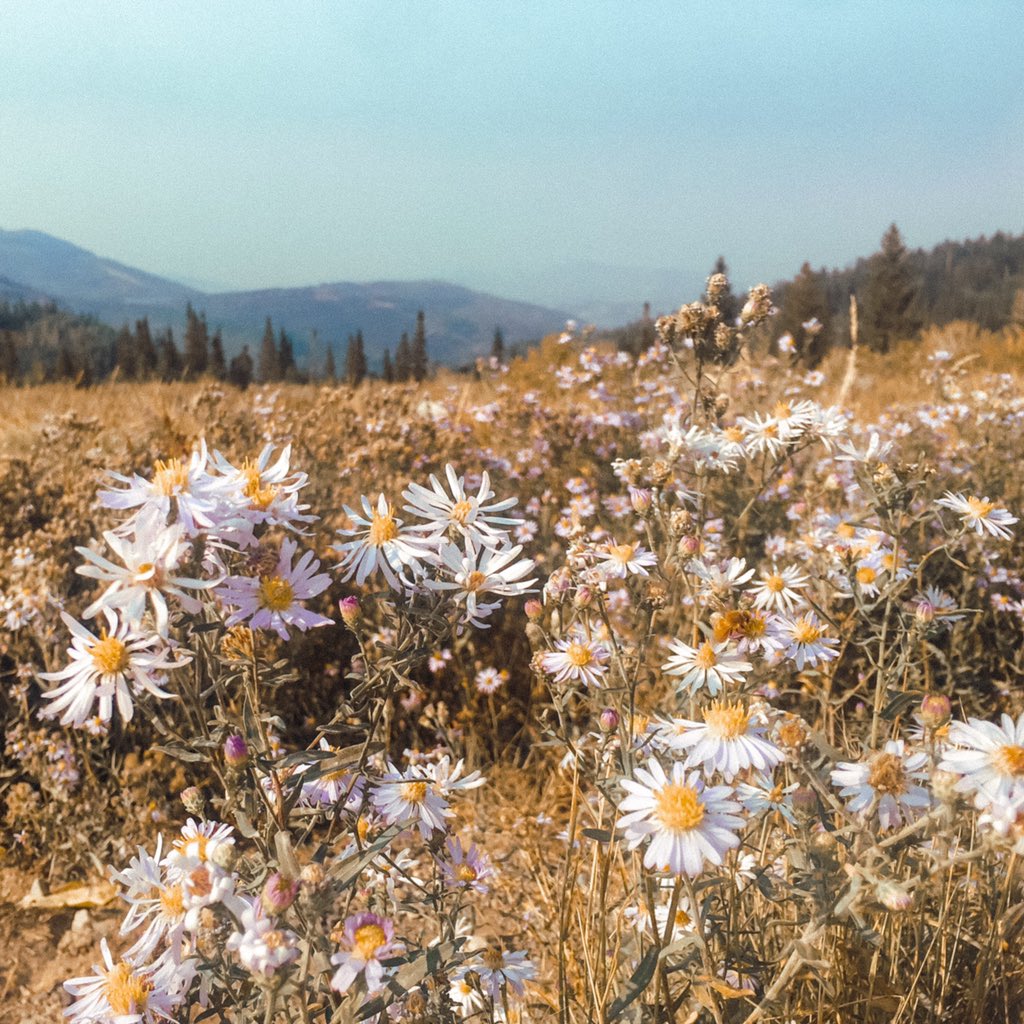 LEAVE WHAT YOU FIND don’t stack rocks, don’t take rocks, don’t pick flowers, leave everything as is. don’t carve initials into trees, don’t graffiti rocks. just leave nature be.  https://lnt.org/why/7-principles/leave-what-you-find/