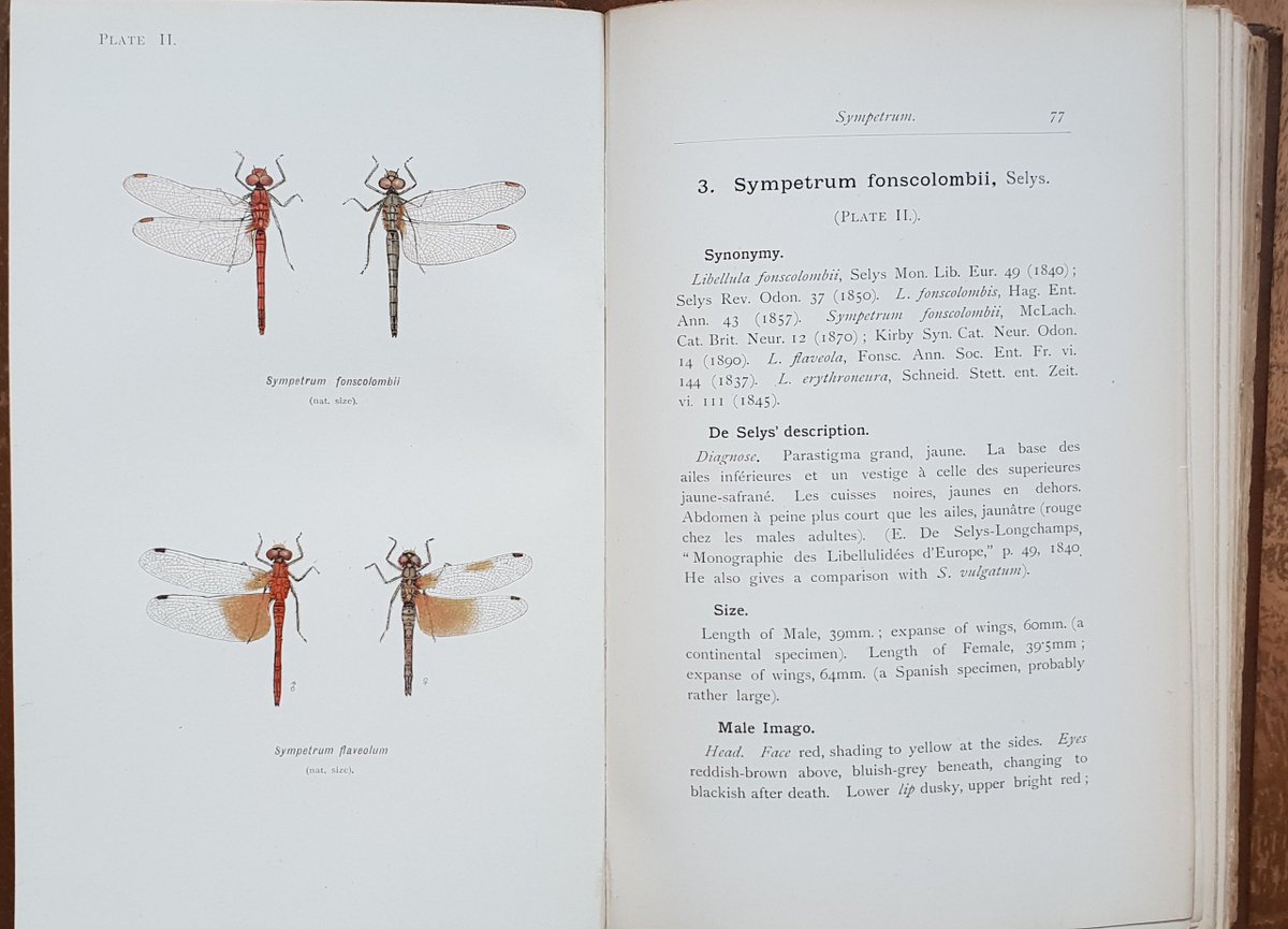 The earliest monograph on British Dragonflies, by W J Lucas, was published in 1900. It has coloured lithographic plates and an ornate embossed cover. This subscription copy belonged to the great Victorian/Edwardian lepidopterist J W Tutt