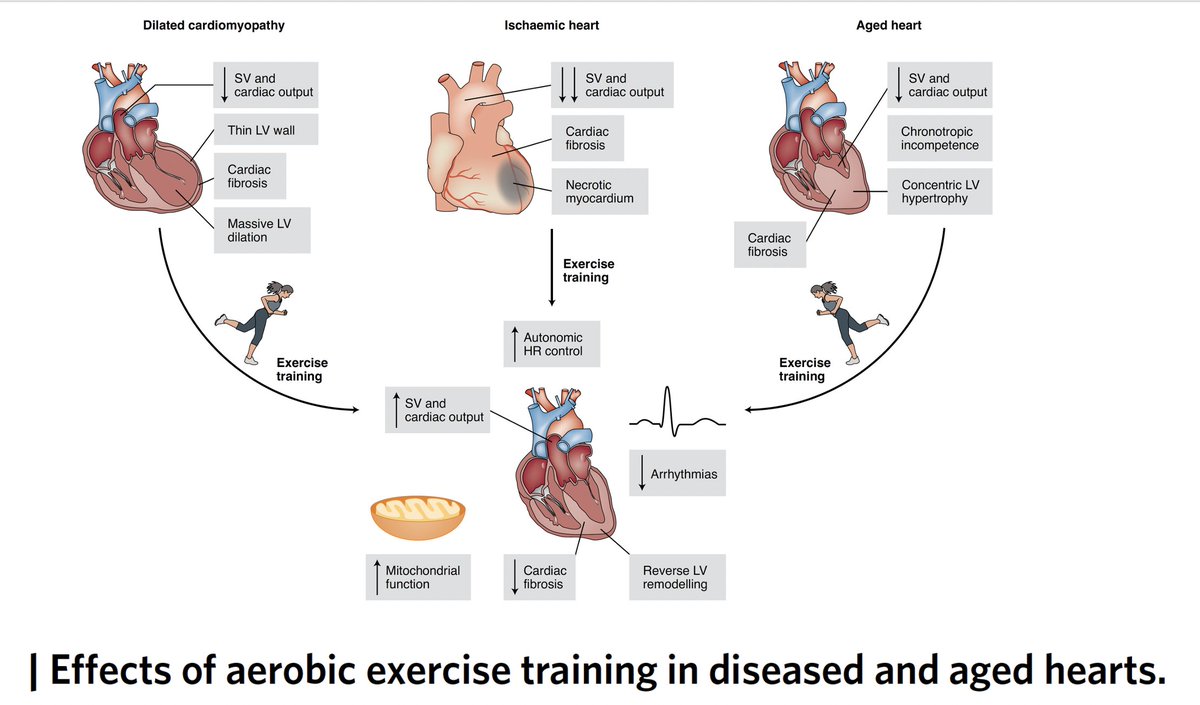 Exercise 1. A great review on its cardiovascular benefits https://www.nature.com/articles/s42255-020-0262-1 @NatMetabolism  @UWisloff2. Moderate-vigorous physical activity & survival benefit via wearable sensors  @uk_biobank  https://www.nature.com/articles/s41591-020-1012-3  @NatureMedicine  @tessastraining  @SorenBrage