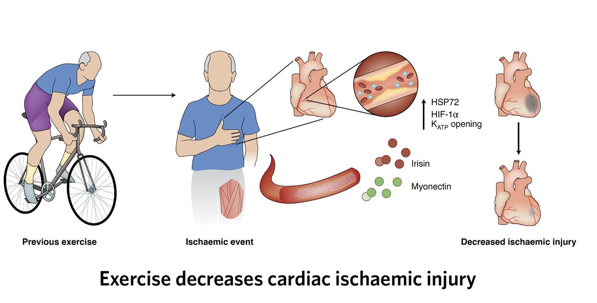 Exercise 1. A great review on its cardiovascular benefits https://www.nature.com/articles/s42255-020-0262-1 @NatMetabolism  @UWisloff2. Moderate-vigorous physical activity & survival benefit via wearable sensors  @uk_biobank  https://www.nature.com/articles/s41591-020-1012-3  @NatureMedicine  @tessastraining  @SorenBrage