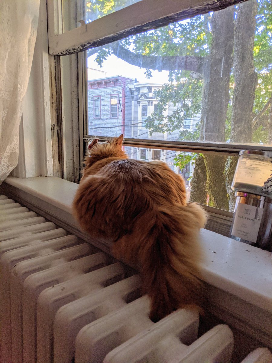 lindzgoss's tweet photo. First time in a window in almost 3 weeks😻🐾❤️☀️ #Caddy #hematomassuck #crinkleear #CatsOnTwitter https://t.co/IjMfHWCztC