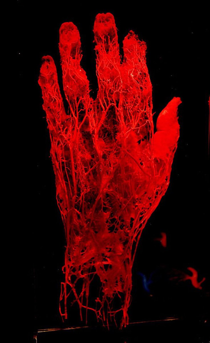 mexevbg369's tweet image. We humans have 2 masterswitches to influence our body vibration
-Breath
-Heart beat
The pulse starts as one bloodstream through aorta. It then fractally branches into smaller &amp;amp; smaller blood vessels, until it unites again, being repulsed passing through the heart. #ClosedCircuits