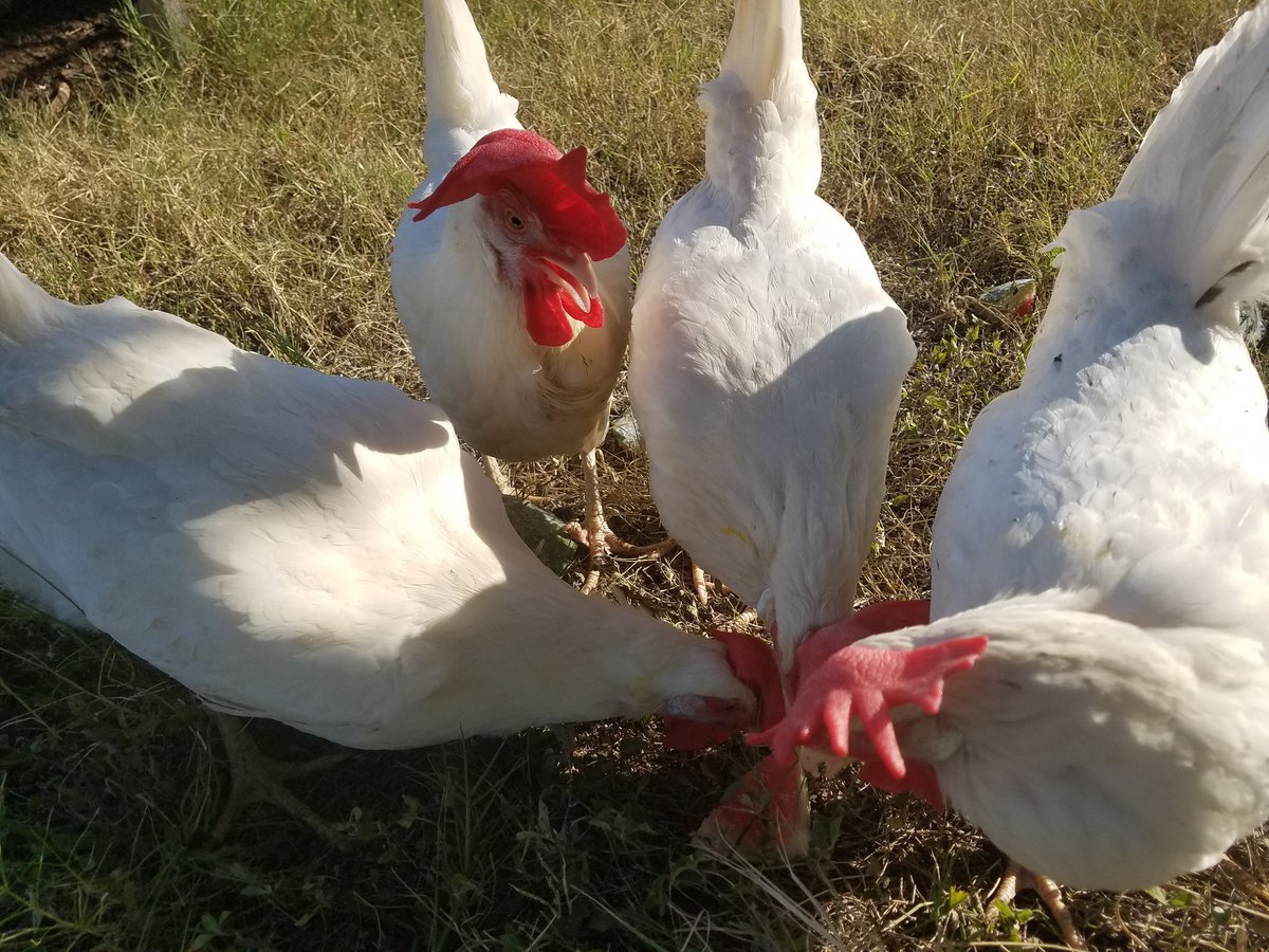 Thank you donors! We now have chicken feed for the fall! We appreciate the Cole, Ramey, and Williams families' generosity! Also, thanks to The Feed Store on 290 W for allowing us an education discount! Happy chickens @Patton_Pioneers jensfeedstation.com