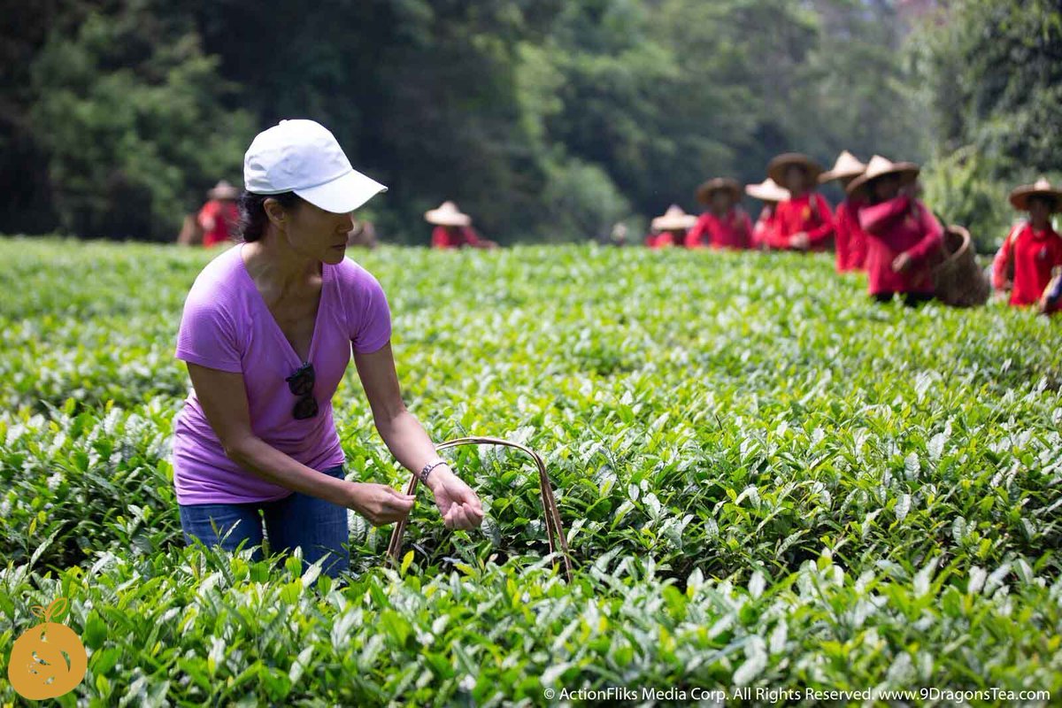christyhuichat's tweet photo. One of the things I love about filmmaking is that I get to learn on the job. Taught by field experts, literally. Here we are setting up the scene to shoot the tea-picking scene. How is tea plucked? The best teas are hand-picked...
#naturalteaharvest #chinesetea #teafield https://t.co/R376kqX1cn