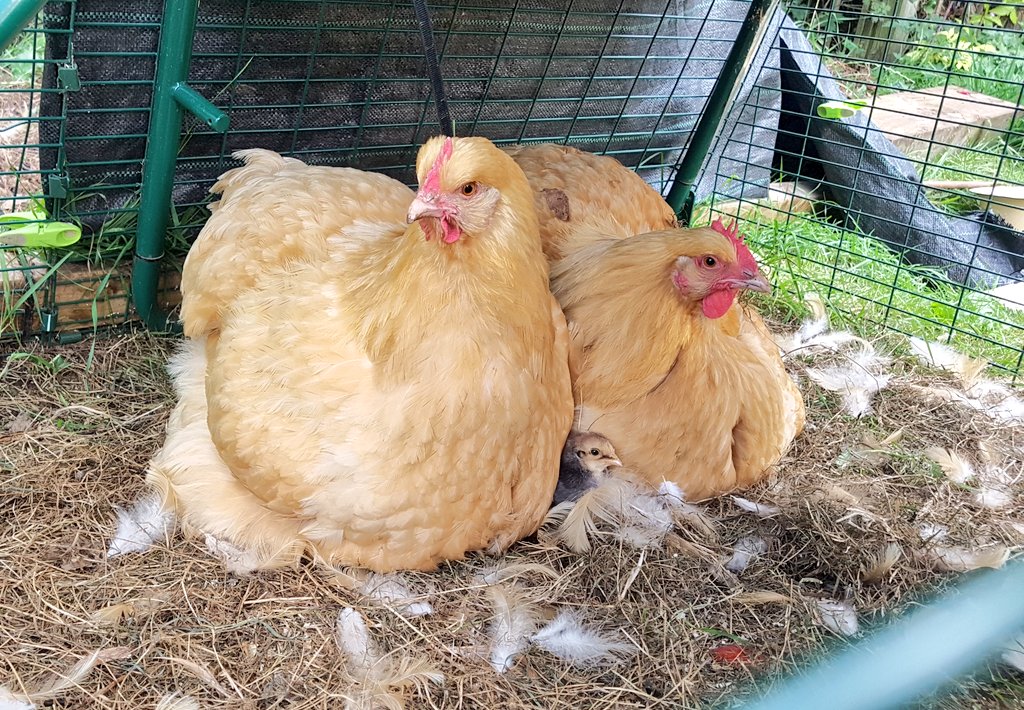 Lady_Clarington's tweet photo. Auntie seems to be much more involved in the hens care the past few days - you can just see Dinner poking out between them!
#creamlegbar #chickenhour #teamfloofjunior #orpington #teamfluffjunior #bloof https://t.co/yIVFj2H4GO