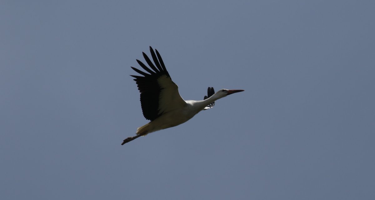 One more from the stork sightings today @KneppSafaris @kneppcastle @wildlife_uk @NatureUK @BirdWatchingMag @ProjectStork @FeathersBirding