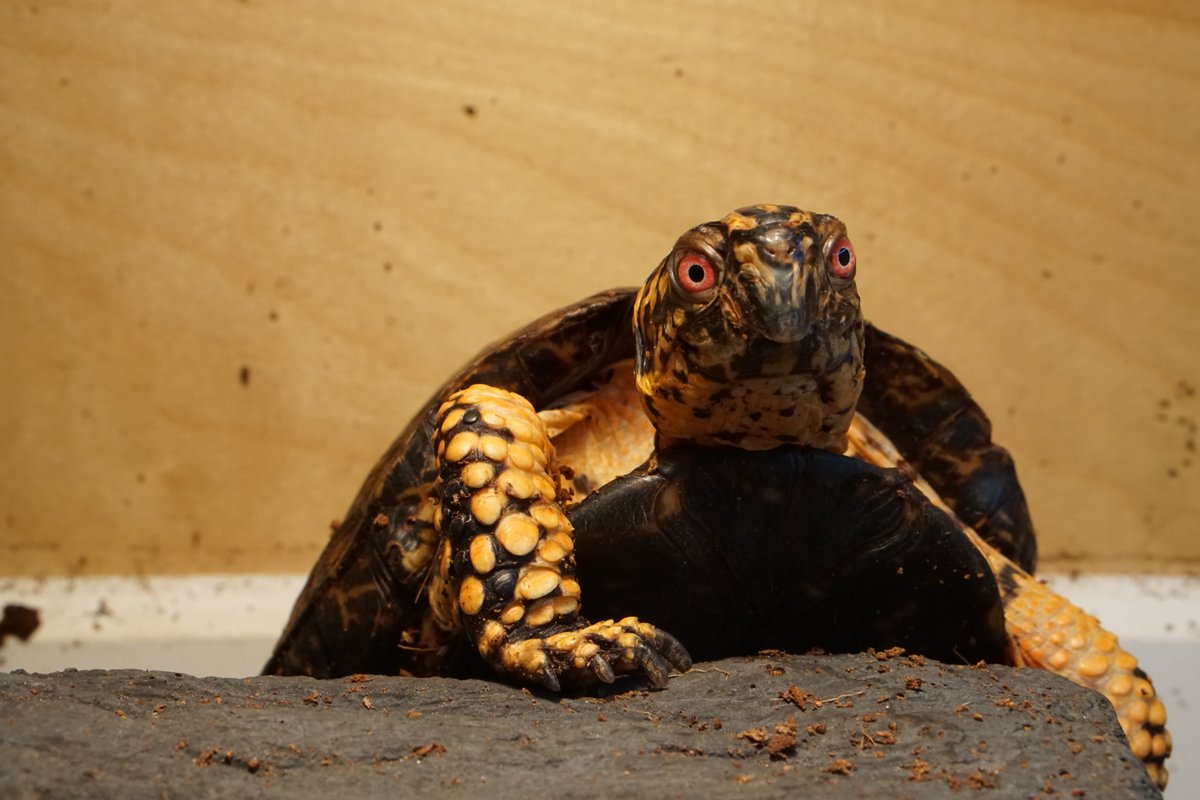 JoshDataTurtle's tweet image. Waiting for the mail to come.